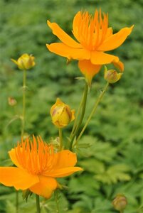 Trollius europaeus geen maat specificatie 0,55L/P9cm - afbeelding 1