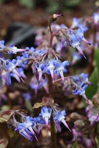 Trachystemon orientalis geen maat specificatie 0,55L/P9cm - afbeelding 4