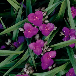 Tradescantia (A) 'Rubra' geen maat specificatie 0,55L/P9cm - afbeelding 2