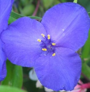Tradescantia (A) 'Zwanenburg Blue' geen maat specificatie 0,55L/P9cm