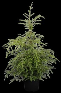 Tsuga canadensis 200-250 cm draadkluit - afbeelding 3