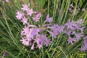 Tulbaghia violacea geen maat specificatie 0,55L/P9cm