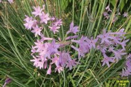 Tulbaghia violacea geen maat specificatie 0,55L/P9cm