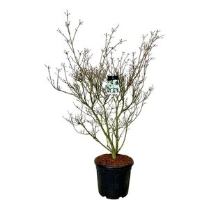 Typha latifolia geen maat specificatie 0,55L/P9cm - afbeelding 5