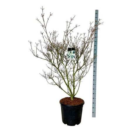Typha latifolia geen maat specificatie 0,55L/P9cm - afbeelding 7