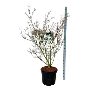 Typha latifolia geen maat specificatie 0,55L/P9cm - afbeelding 7
