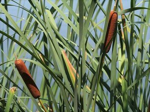 Typha latifolia geen maat specificatie 0,55L/P9cm - afbeelding 1