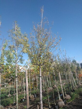 Ulmus 'Columella' 30-35 Hoogstam draadkluit 4 X verplant