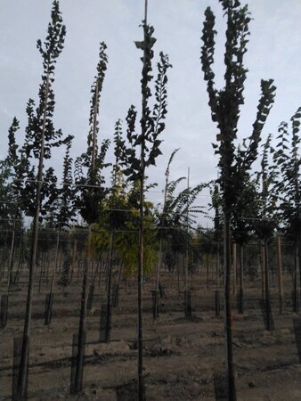 Ulmus 'Columella' 6-8 Hoogstam wortelgoed - afbeelding 1