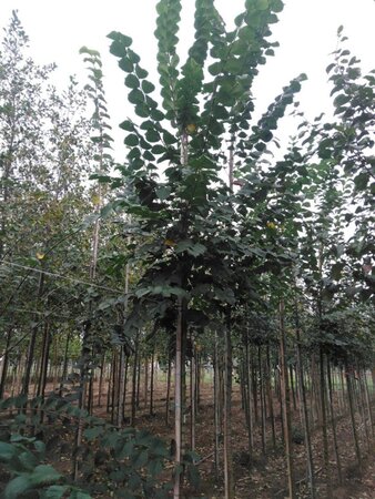 Ulmus glabra 12-14 Hoogstam wortelgoed 2 X verplant - afbeelding 1