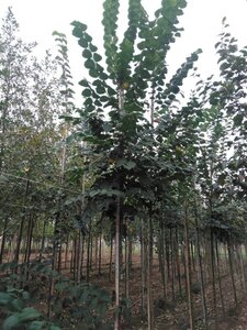 Ulmus glabra 12-14 Hoogstam wortelgoed 2 X verplant