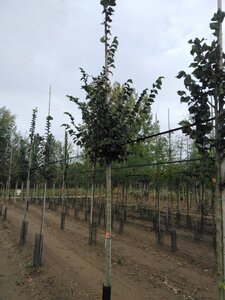 Ulmus glabra 12-14 Hoogstam wortelgoed 2 X verplant - afbeelding 3