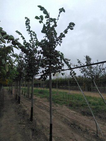 Ulmus glabra 12-14 Hoogstam wortelgoed 2 X verplant - afbeelding 2