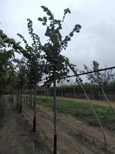 Ulmus glabra 12-14 Hoogstam wortelgoed 2 X verplant - afbeelding 2