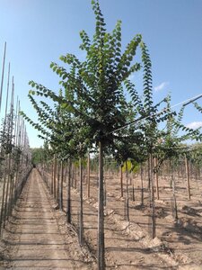 Ulmus glabra 14-16 Hoogstam wortelgoed 2 X verplant - afbeelding 1