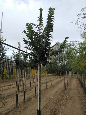 Ulmus glabra 14-16 Hoogstam wortelgoed 2 X verplant - afbeelding 2