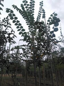 Ulmus glabra 16-18 Hoogstam draadkluit 3 X verplant
