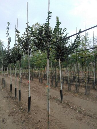 Ulmus glabra 8-10 Hoogstam wortelgoed - afbeelding 3