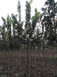 Ulmus laevis 10-12 Hoogstam wortelgoed