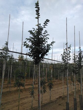 Ulmus 'Nanguen' = ' Lutece' 10-12 Hoogstam wortelgoed - afbeelding 5