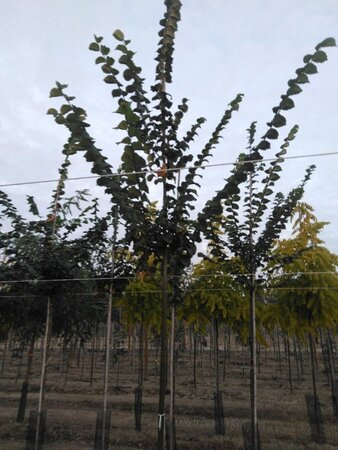Ulmus 'Nanguen' = ' Lutece' 12-14 Hoogstam wortelgoed 2 X verplant - afbeelding 4
