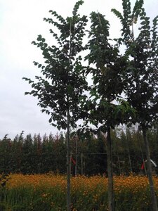 Ulmus 'Nanguen' = ' Lutece' 18-20 Hoogstam draadkluit 3 X verplant