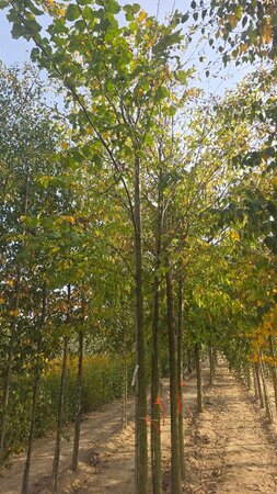 Ulmus minor = carpinifolia= campestris 20-25 Hoogstam draadkluit 3 X verplant