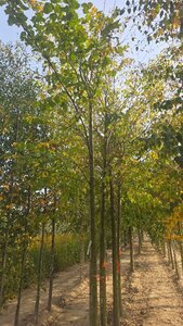 Ulmus minor = carpinifolia= campestris 20-25 Hoogstam draadkluit 3 X verplant