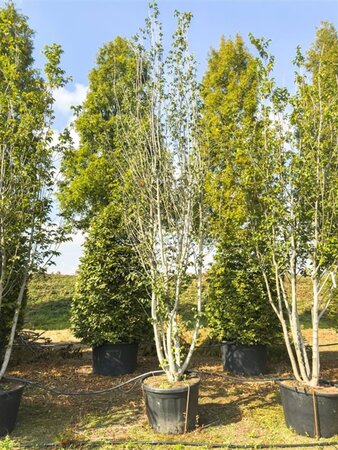 Ulmus minor Vada 500-600 cm cont. 160L multi-stem