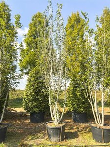 Ulmus minor Vada 500-600 cm cont. 160L multi-stem