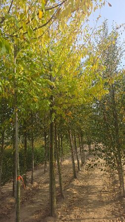 Ulmus 'Sapporo Autumn Gold' 30-35 Hoogstam draadkluit 4 X verplant - afbeelding 1