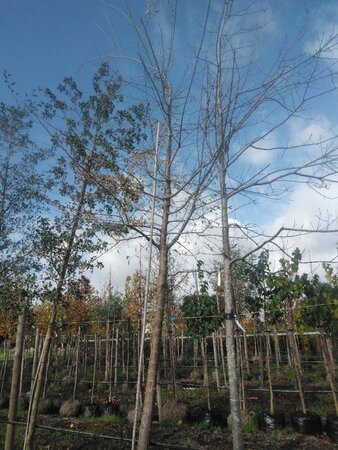 Ulmus 'Sapporo Autumn Gold' 30-35 Hoogstam draadkluit 4 X verplant - afbeelding 2