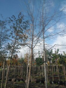 Ulmus 'Sapporo Autumn Gold' 30-35 Hoogstam draadkluit 4 X verplant - afbeelding 2