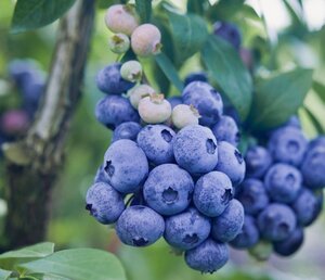 Vaccinium c. 'Berkeley' geen maat specificatie container - afbeelding 2