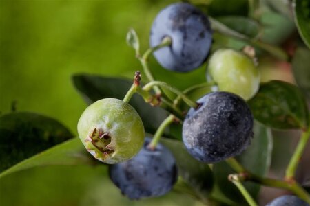 Vaccinium c. 'Bluegold' 60-80 cm cont. 10L - afbeelding 1