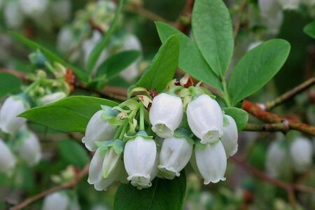 Vaccinium c. 'Bluejay' 70 cm vierkant 2L - afbeelding 2