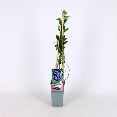 Vaccinium c. 'Bluecrop' 70 cm vierkant 2L - afbeelding 7