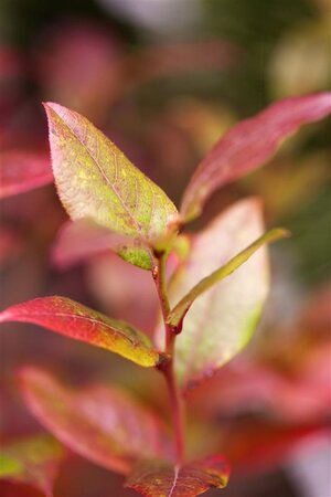 Vaccinium c. 'Bluecrop' 70 cm vierkant 2L - afbeelding 3