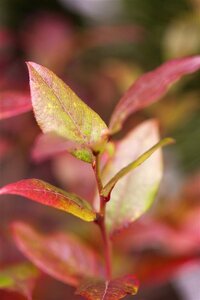 Vaccinium c. 'Bluecrop' 70 cm vierkant 2L - afbeelding 3