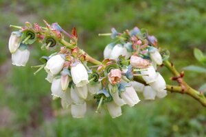 Vaccinium c. 'Bluecrop' 70 cm vierkant 2L - afbeelding 5