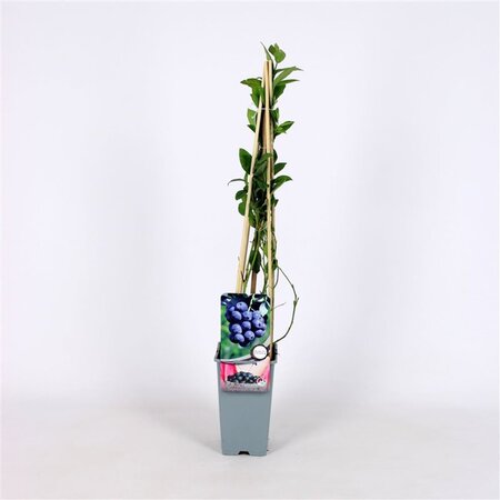 Vaccinium c. 'Bluecrop' 70 cm vierkant 2L - afbeelding 7