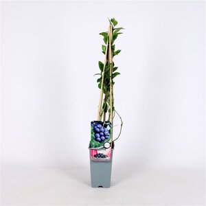 Vaccinium c. 'Bluecrop' 70 cm vierkant 2L - afbeelding 7