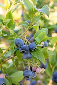 Vaccinium c. 'Bluecrop' geen maat specificatie cont. 5,0L