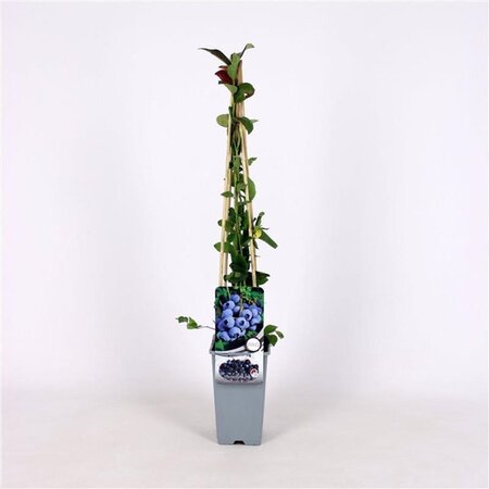 Vaccinium c. 'Duke' 70 cm vierkant 2L - afbeelding 2