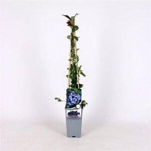 Vaccinium c. 'Duke' 70 cm vierkant 2L - afbeelding 2
