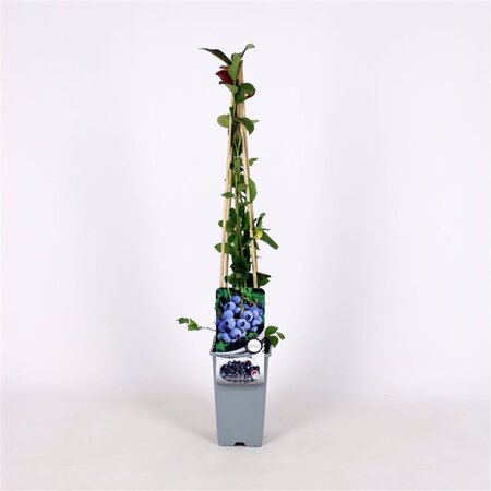 Vaccinium c. 'Duke' 70 cm vierkant 2L - afbeelding 2