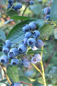 Vaccinium c. 'Hardyblue' 30-50 cm cont. 3,0L
