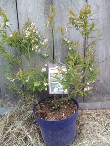 Vaccinium c. 'Hortblue Petite' 40-50 cm cont. 5,0L
