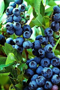 Vaccinium c. 'Jersey' 70 cm vierkant 2L