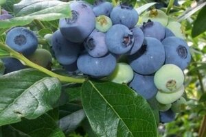 Vaccinium c. 'Spartan' 30-50 cm cont. 3,0L